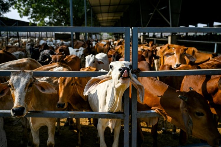 Dung from India's cows, sacred to many in the Hindu-majority country, is being used to power a movement towards biogas fuel . ©AFP