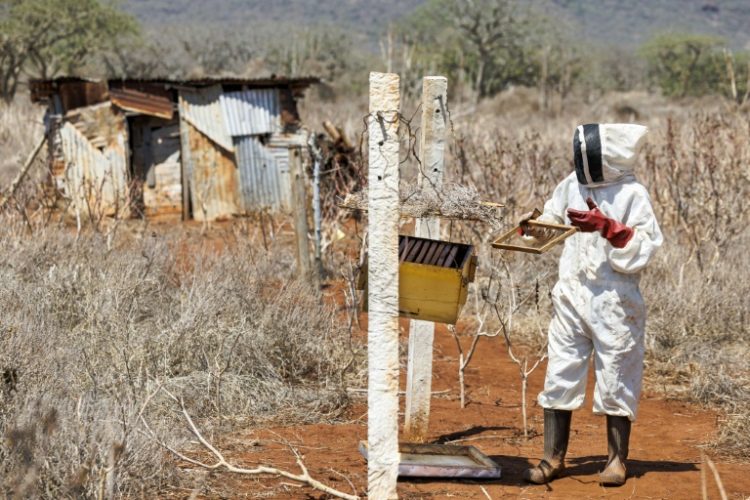 William Mwanduka inspects hives housing colonies of African honeybees . ©AFP