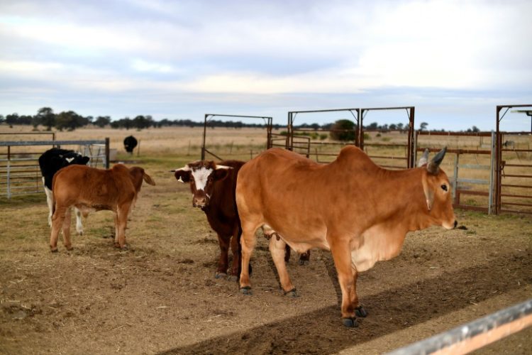 China has fully lifted suspensions on Australian red meat, including beef, dismantling one of the final barriers in a four-year trade war that hammered US$13 billion of exports. ©AFP