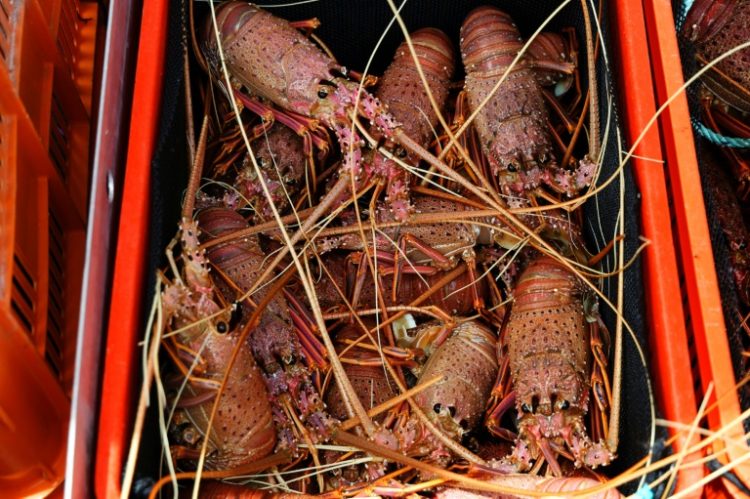 The ban on Australian rock lobster is the last of several to be lifted by China. ©AFP