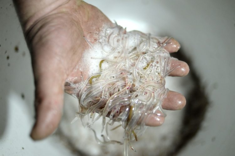 Mickael Vallee, a professional fisherman, holds glass eels he fished on March 18, 2015 in Cordemais, western France. ©AFP