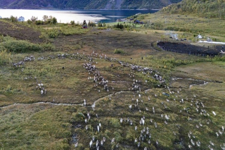 A herd of reindeer head to their winter pastures, near Reinfjord in northern Norway. ©AFP