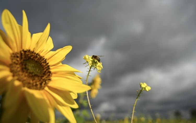 Prices for food oils rose in 2024. ©AFP