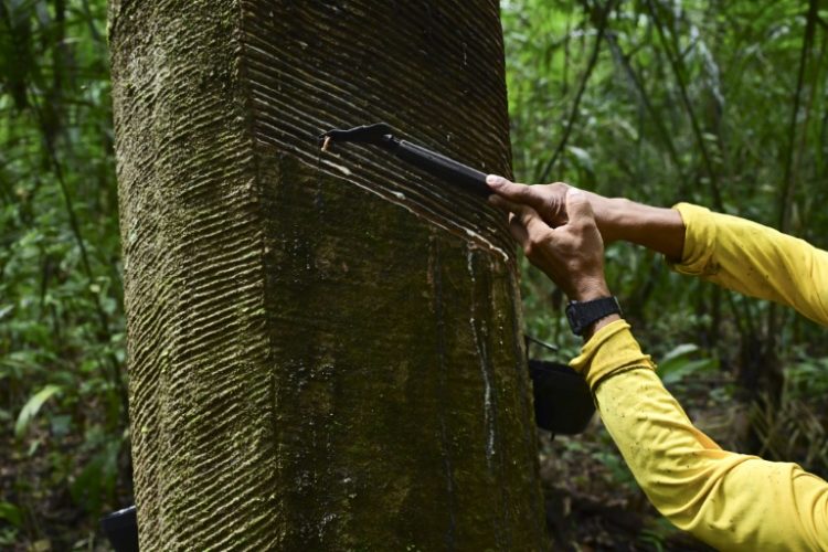 Renato Cordeiro, 57, harvests rubber from a hevea tree (Hevea brasiliensis) near his home . ©AFP