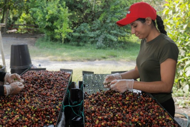 Harvesting coffee beans at a farm in Chinchina, Colombia. ©AFP