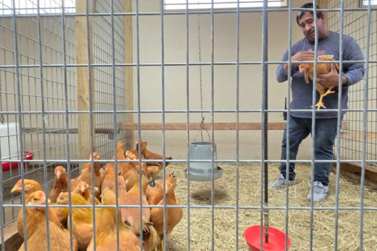 A worker holds a hen at Wabash Feed & Garden in Houston, Texas, which is doing brisk business as bird flu causes an egg shortage  . ©AFP