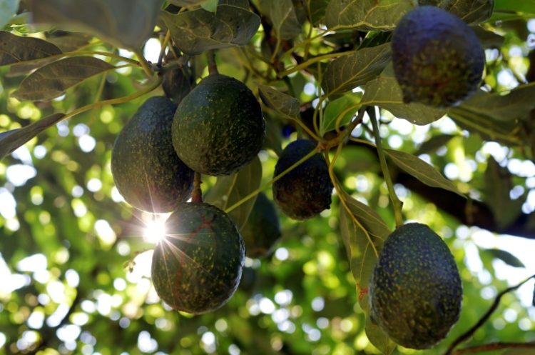 Mexican avocado shipments are worth more than $3 billion a year. ©AFP