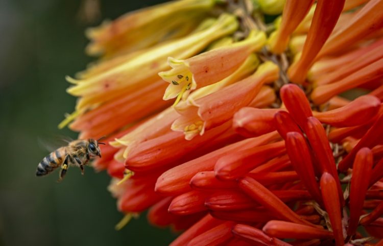 Pesticides contribute significantly to widespread species loss. ©AFP