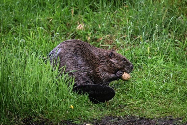 Beavers create dams and pools that boost wildlife while also fending off floods and droughts. ©AFP