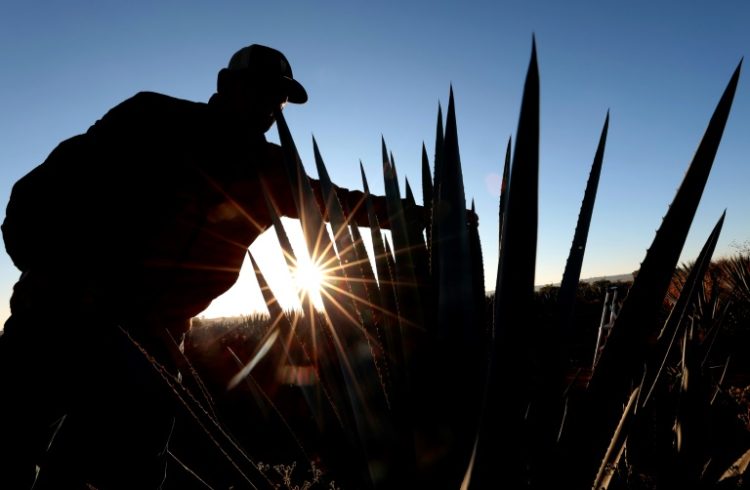 More than two-thirds of tequila produced last year was exported to the United States. ©AFP