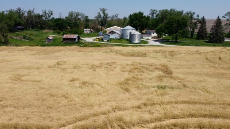 China is set to impose fresh tariffs of 15 percent on US wheat and several other farm products. ©AFP