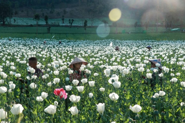 Myanmar overtook Afghanistan as the world's largest producer of opium in 2023. ©AFP