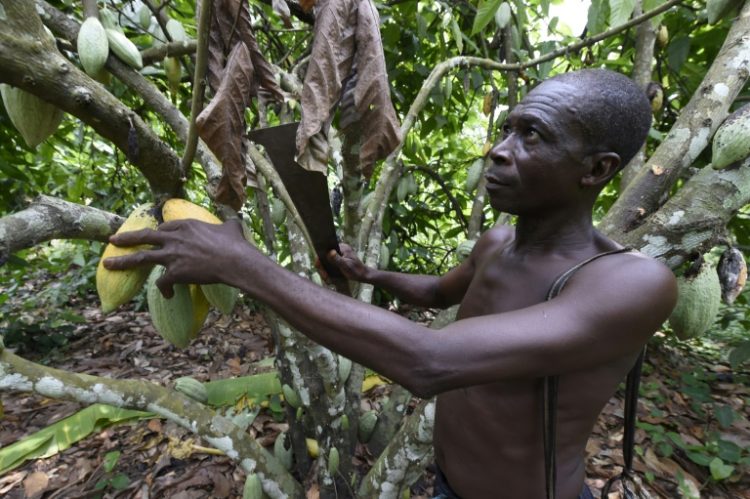 Nigeria is looking to become a bigger player in the cocoa bean market. ©AFP